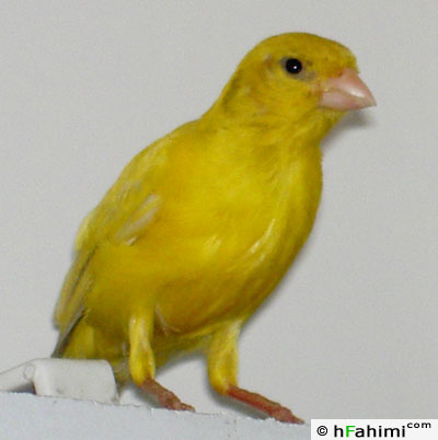 Tala, our canary