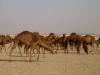 Camels, in Ghasr-e Bahram offroad